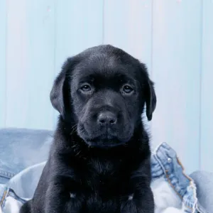 Dog - Black Labrador puppy sitting on blue jeans