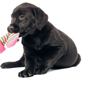 Dog - Black labrador puppy - in studio with sock in mouth