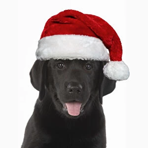 DOG. Black labrador puppy wearing a red Santa hat