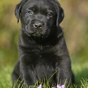 Dog - Black Labrador Retriever puppy
