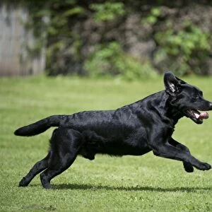 DOG - Black labrador running in garden