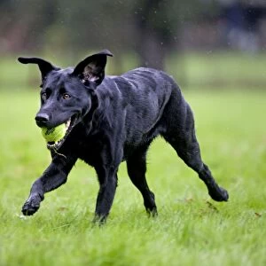 Dog - Black Labrador - running in garden - with tennis ball in mouth