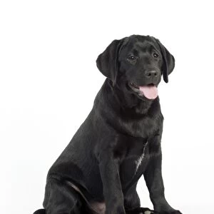 DOG - Black labrador sitting