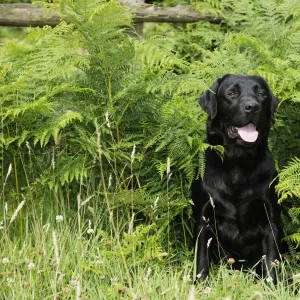 Dog. Black labrador sitting in ferns