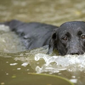 Dog - Black Labrador - swimming