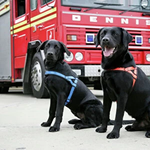 Dog - Black Labradors by Fire Engine