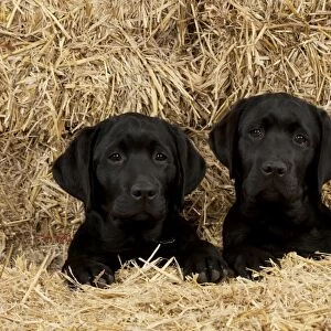 DOG - Black labradors sitting together in straw