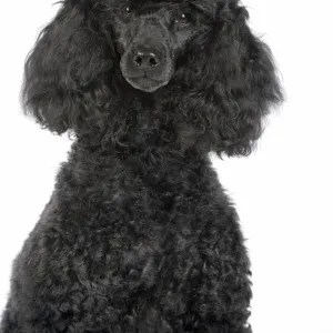 Dog. Black poodle