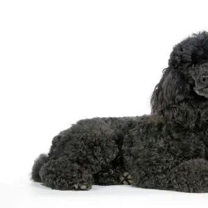 Dog. Black poodle laying down