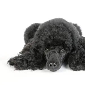 Dog. Black poodle laying down