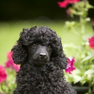 Dog - Black poodle outside in garden