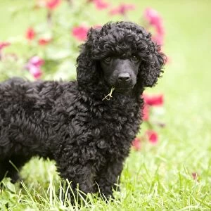Dog - Black poodle outside in garden with grass in mouth