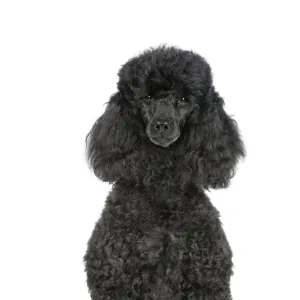 Dog. Black poodle sitting down