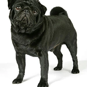 DOG. Black pug