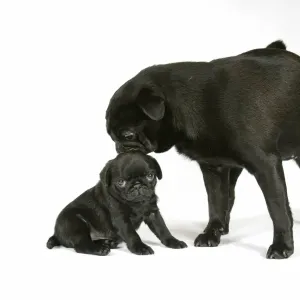 DOG. Black pug with black puppy (6 weeks old) DOG. Black pug with black puppy (6 weeks old)