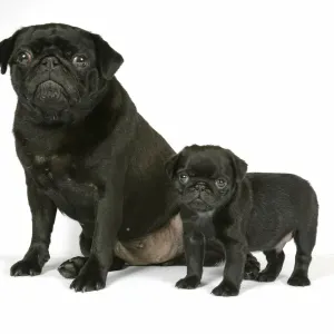 DOG. Black pug with black puppy (6 weeks old) DOG. Black pug with black puppy (6 weeks old)