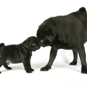 DOG. Black pug with black puppy (6 weeks old) DOG. Black pug with black puppy (6 weeks old)