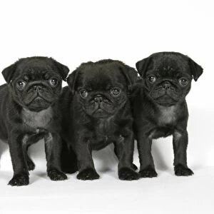 DOG. Three black pug puppies (6 weeks old)
