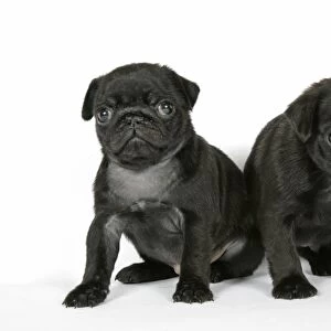 DOG. Two black pug puppies (6 weeks old)