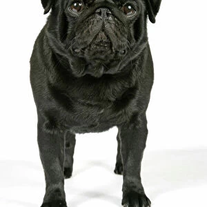 DOG. Black pug puppy