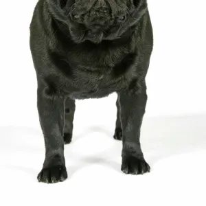 DOG. Black pug puppy