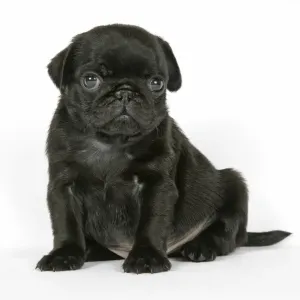 DOG. Black pug puppy (6 weeks old) DOG. Black pug puppy (6 weeks old)