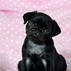 Collections: Pugs
