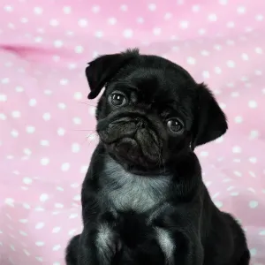Pugs
