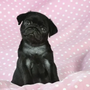 DOG. Black Pug puppy ( 8 wks old ) Digital Manipulation: background peech to pink DOG. Black Pug puppy ( 8 wks old ) Digital Manipulation: background peech to pink
