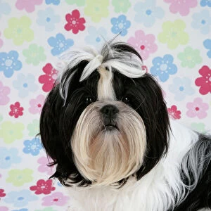 Dog - Black and White Shih Tzu puppy on flowery background