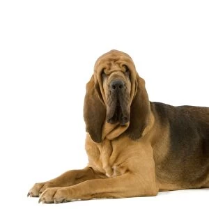 Dog - Bloodhound. Also known as St Hubert Hound