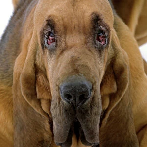 Dog - Bloodhound / St Hubert Hound - Lying down
