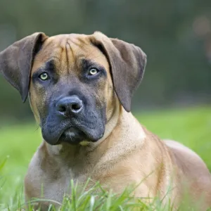 Dog - Boerboel - puppy in garden