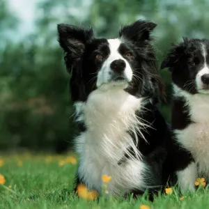 Dog - Border Collie - Adult with puppy sitting in garden