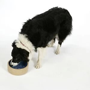 DOG - Border Collie drinking water from a bowl