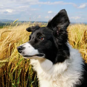 Dog. Border Collie in field