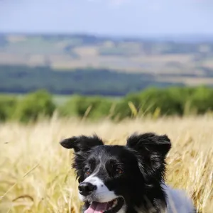 Dog. Border Collie in field