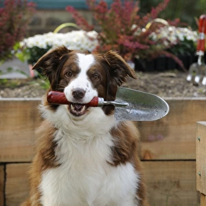 DOG. Border collie holding trowel in garden