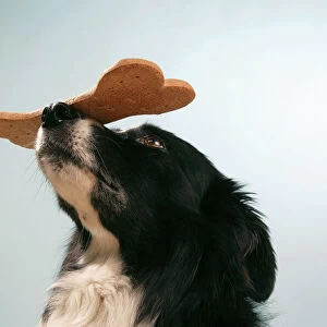 Dog - Border collie with large biscuit on his nose