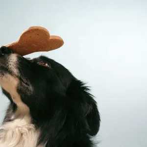 Dog - Border collie with large biscuit on his nose