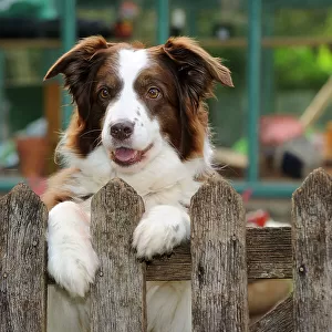 DOG. Border collie looking over garden fence