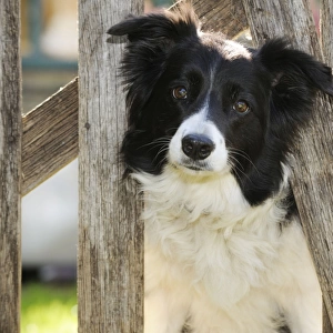 DOG. Border collie looking through garden fence