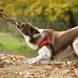 Dog - Border Collie playing tug of war with plaited dog rope