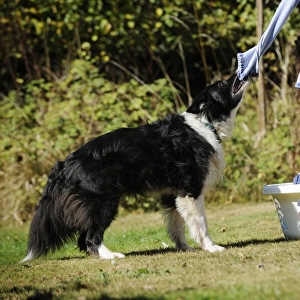 DOG. Border collie pulling washing off washing line