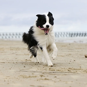 DOG. Border collie running along beach