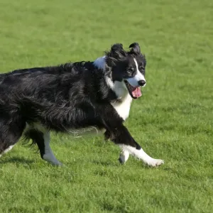 Dog - Border Collie running in garden