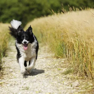 Dog. Border Collie running down path