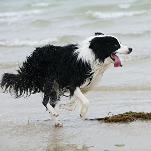 DOG. Border collie running in surf