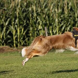 Dog - Border Collie - running with tennis ball in mouth - flyball