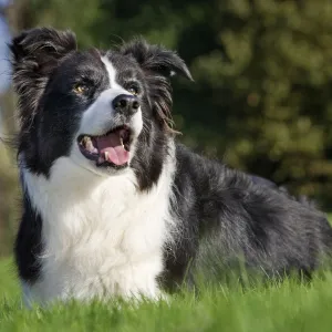 Dog - Border Collie sitting down in garden